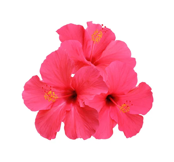 Beyaz Arka Plan Üzerinde Izole Hibiscus Çiçek — Stok fotoğraf