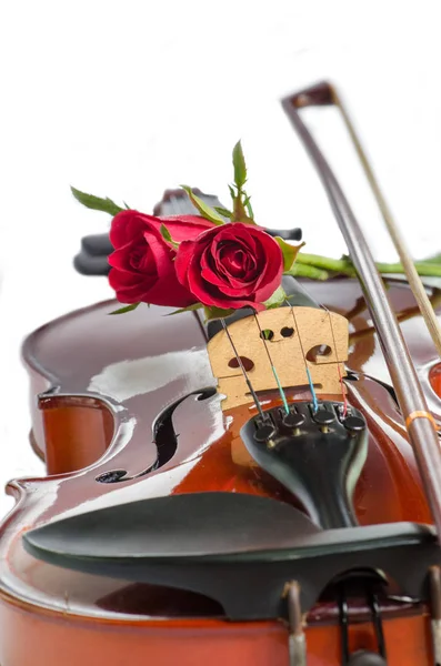 Violino Rosas Vermelhas Sobre Fundo Branco — Fotografia de Stock