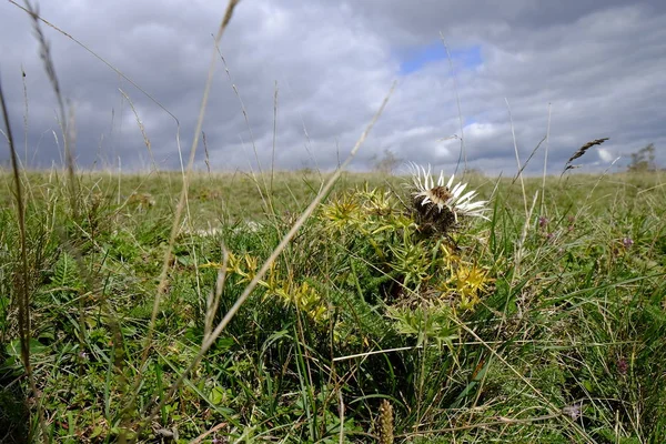 Silberdisteln Carlina Acaulis Vid Arnsberg Bayerische Rhoen Nedre Franconia Bayern — Stockfoto