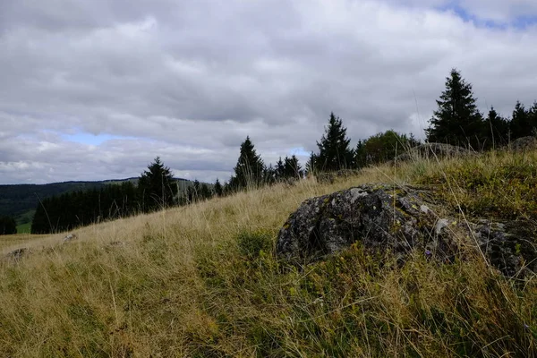 Silberdisteln Carlina Acaulis Arnsberg Bayerische Rhoen Dolna Frankonia Bawaria Niemcy — Zdjęcie stockowe