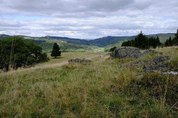 Silberdisteln Carlina Acaulis Vid Arnsberg Bayerische Rhoen Nedre Franconia Bayern — Stockfoto