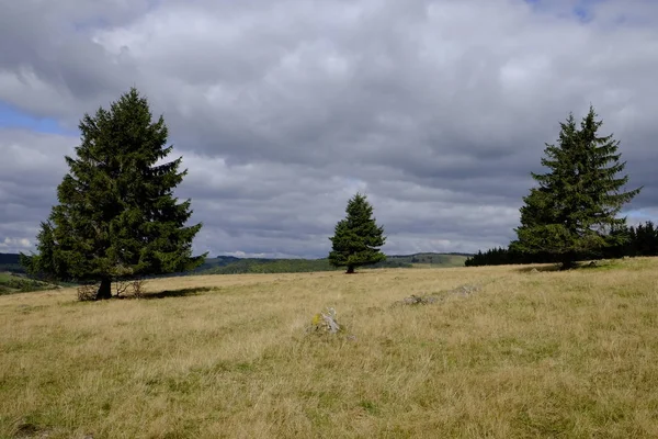 Silberdisteln Carlina Acaulis Arnsberg Bayerische Rhoen Dolna Frankonia Bawaria Niemcy — Zdjęcie stockowe