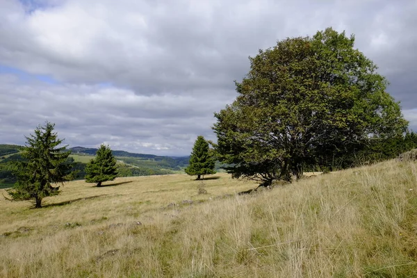 Silberdisteln Carlina Acaulis Arnsberg Bayerische Rhoen Dolna Frankonia Bawaria Niemcy — Zdjęcie stockowe