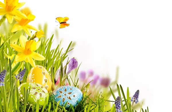 新鲜的春季复活节贺卡设计 用铝箔包裹的巧克力蛋筑巢在绿草中 上面缀有五彩缤纷的黄色水仙花 白色的水仙花上有复制的空间 供您季节性的问候 — 图库照片