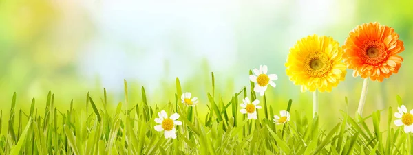 Banner Primavera Panorâmico Fresco Colorido Com Flores Alaranjadas Amarelas Margaridas — Fotografia de Stock