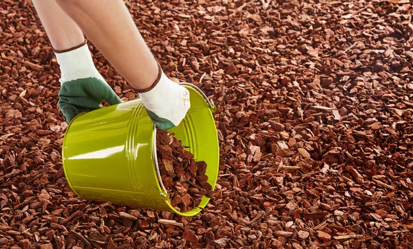 Unidentifiable arms of gardener in rubber coated cloth gloves holding green metal bucket while spreading red wood chip mulch on ground