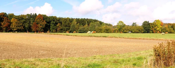 畑と秋の森の間に広がる牧草地で牛の群れ — ストック写真