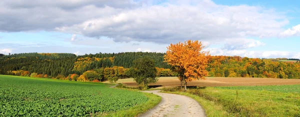 Красочная Панорама Осеннего Пейзажа Лесом Полями — стоковое фото