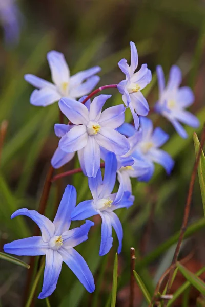 Nevada Estrella Hiacinth Chionodoxa Luciliae — Foto de Stock