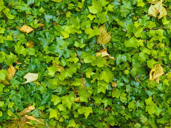 Grüne Efeu Textur Nützlich Als Hintergrund — Stockfoto