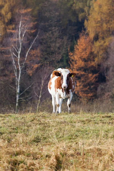 Krowa Pastwisku — Zdjęcie stockowe