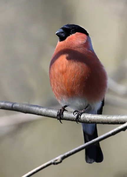 Vista Panorâmica Bullfinch Natureza Selvagem — Fotografia de Stock