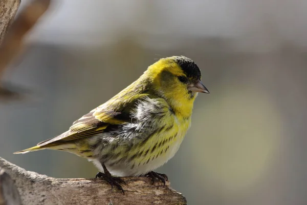 自然の中での美しい鳥の眺め — ストック写真