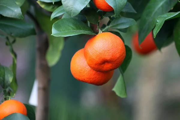 Árbol Con Cítricos Naranjas — Foto de Stock