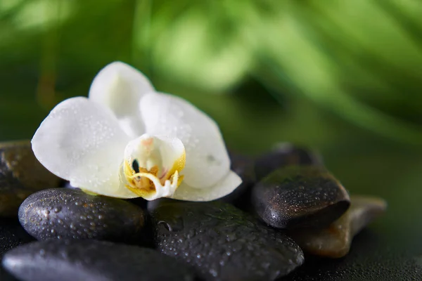 a white orchid on black wet stones