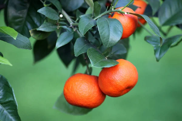 Árbol Con Cítricos Naranjas — Foto de Stock