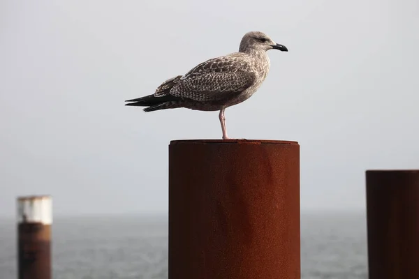 Seagull Harbor — Stock Photo, Image