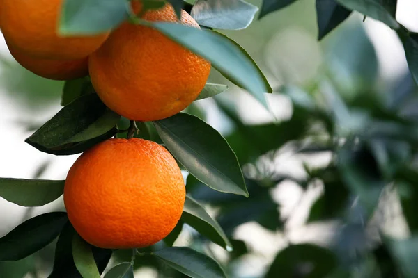 Árbol Con Cítricos Naranjas — Foto de Stock