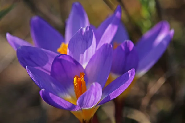 Veilchen Krokusse März — Stockfoto