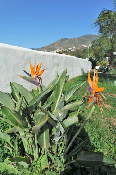 Strelizia Sulla Costa Del Sol — Foto Stock