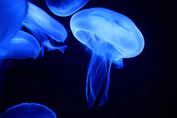 Ubur Ubur Laut Bawah Air Fauna — Stok Foto