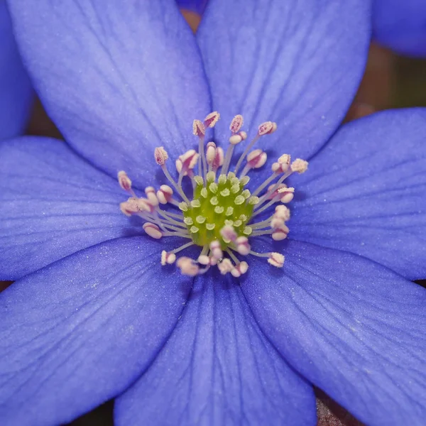 Bellissimi Fiori Sfondo Concetto Floreale — Foto Stock