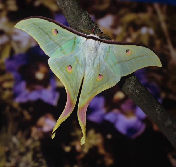 Primer Plano Mariposa Hábitat Concepto Salvajismo —  Fotos de Stock