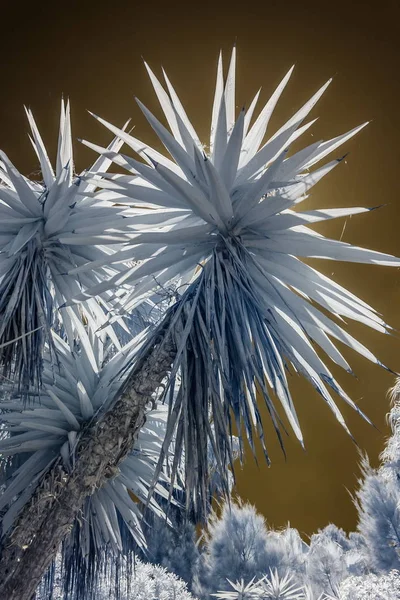 Palm Spells Infrared — Stok fotoğraf