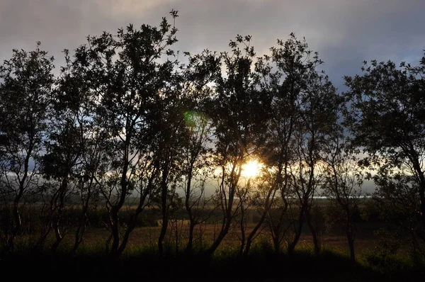 Row Trees Egilsstadir Iceland Evening Night Evening Sun Sun Evening — Stock Photo, Image