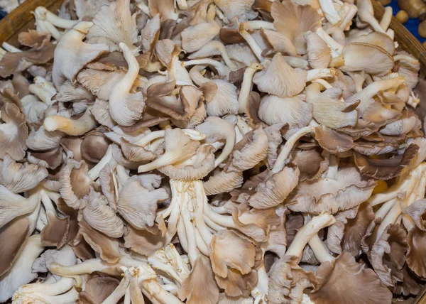 Cogumelos Ostras Frescos Colhidos Uma Barraca Mercado — Fotografia de Stock