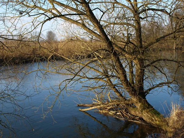 Pohon Willow Tua Daerah Konservasi Amperau — Stok Foto