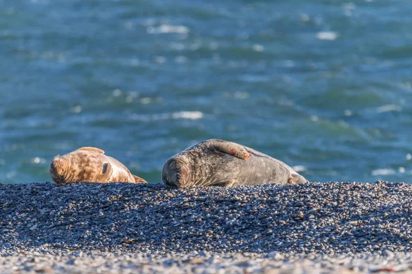 Zeeleeuwen Het Zand — Stockfoto