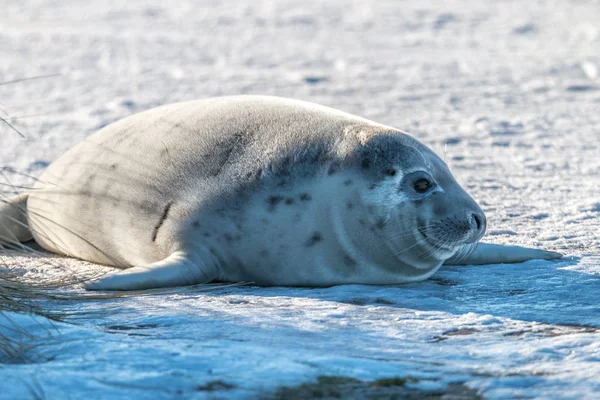 Seal Baby — Stock Photo, Image