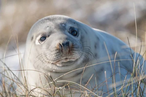 Robben Baby — Stockfoto