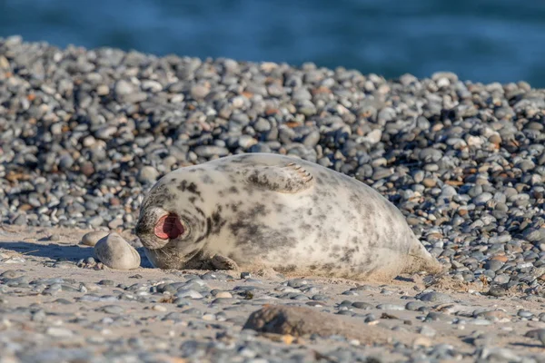 美しい海の海岸の眺め — ストック写真