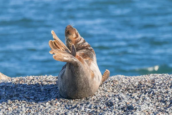 Sea Lion Beach — Stock Photo, Image