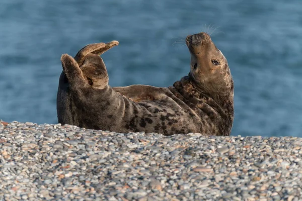 Seelöwe Strand — Stockfoto