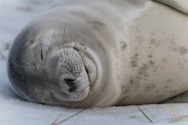 Seal Bayi — Stok Foto
