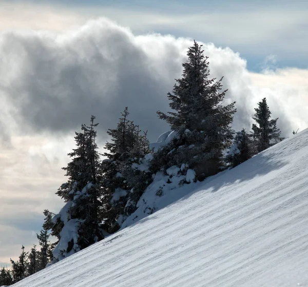 Ciężka Chmura Drzewami Zimą — Zdjęcie stockowe