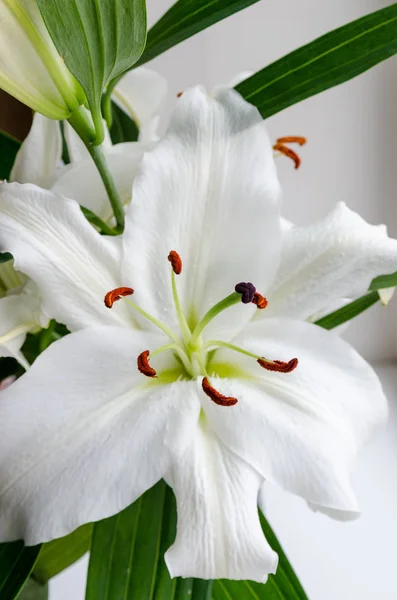 Lírio Branco Florido Perfumado Primavera Apresentado Dia Março — Fotografia de Stock