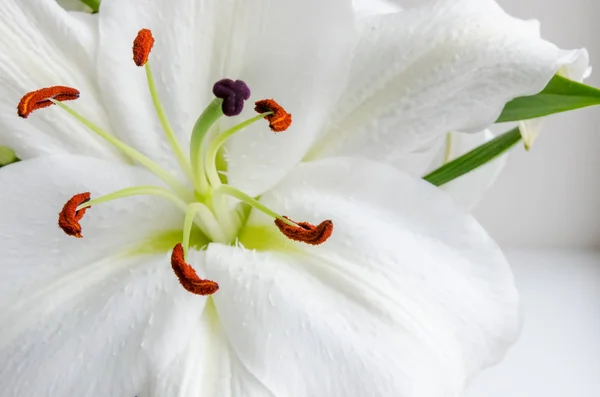 Ароматная Цветущая Белая Лили Весной Представленная Марта — стоковое фото