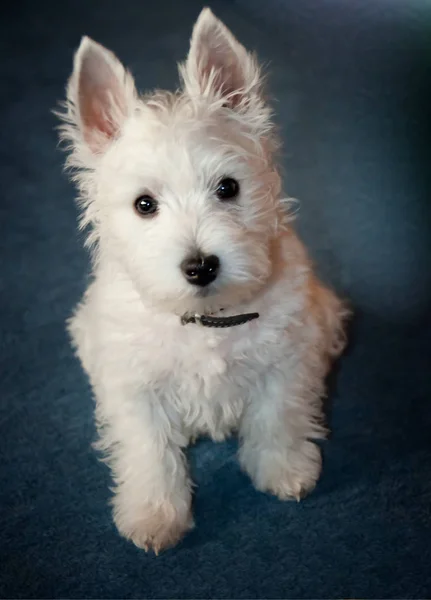 West Highland White Terrier Welpe Schaut Die Kamera — Stockfoto