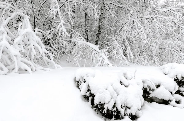 Деревья Зимней Снежной Бури — стоковое фото