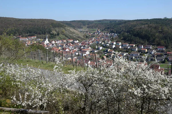 Frühlingsfeld Grüne Wiese — Stockfoto