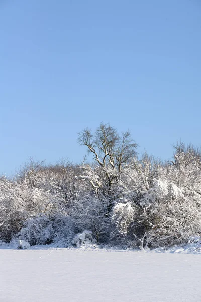 Inverno Neve Frio Frio Árvore Árvores Rar Arbusto Arbusto Arbustos — Fotografia de Stock