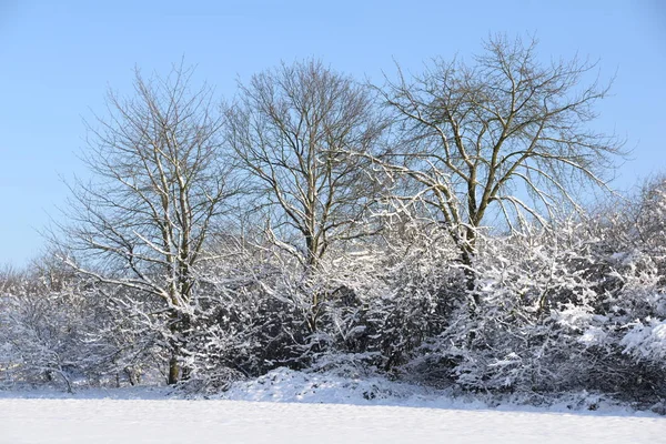 Winter Schnee Kälte Kälte Baum Bäume Rar Strauch Busch Büsche — Stockfoto