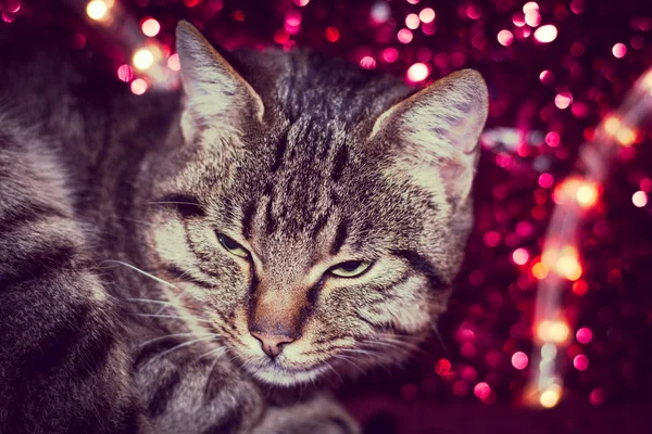 Рождественский Котёнок Красивым Красным Рождественским Декором — стоковое фото