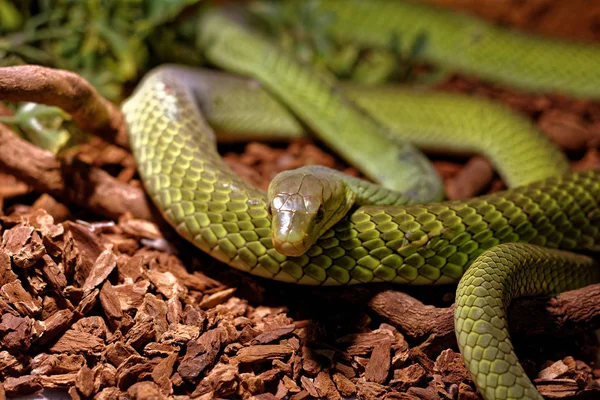 Straszny Wąż Terrarium Kłamstwo Płaski — Zdjęcie stockowe