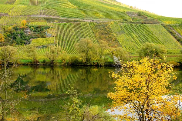 Viñedos Otoño Cerca Briedel Mosela — Foto de Stock