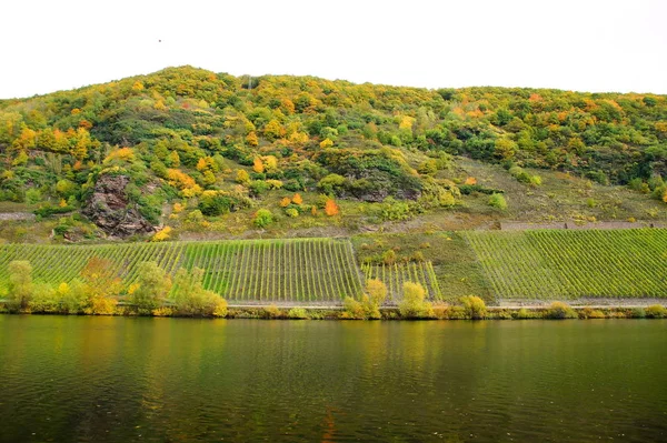 Viñedos Otoño Cerca Briedel Mosela — Foto de Stock